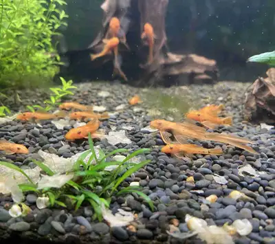 super red bristle nose pleco , View more