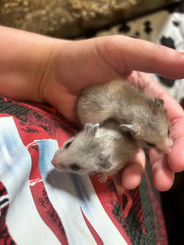 Baby Hamsters in Small Animals for Rehoming in St. Catharines - Image 5