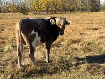 Brown Swiss Bulls , View more