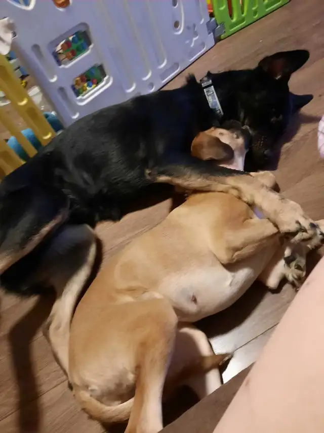 rottie mix free to good home and a pup left  in Dogs & Puppies for Rehoming in Ottawa - Image 2