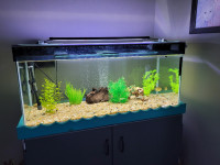 Custom 50 gallon aquarium + stand, fish, accessories