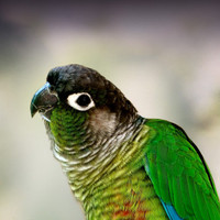 Looking for a Female Conure