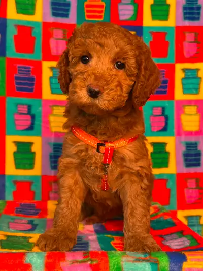 MINI AND MEDIUM MULTIGENERATIONAL AUSTRALIAN LABRADOODLE PUPPIES, View more