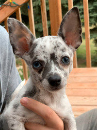 Adult Male Chihuahua 