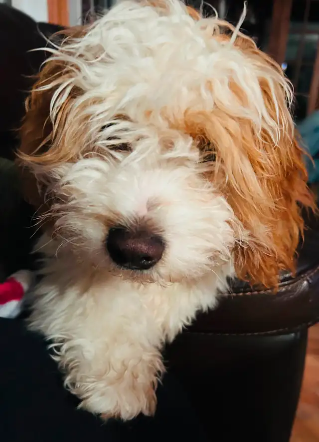 Beautiful Cavapoo Puppies in Dogs & Puppies for Rehoming in Markham / York Region - Image 13