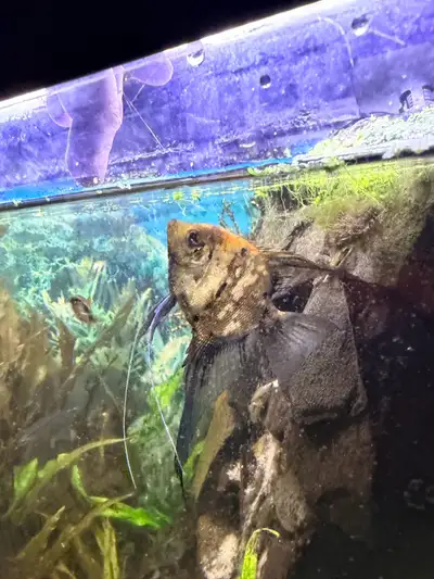 angel fish pair, View more