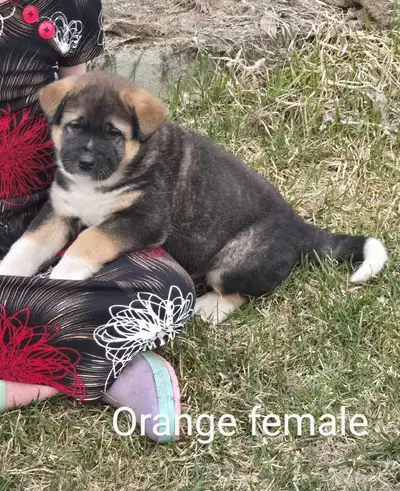 Ten akita pups were born March 9. We have 5 females still available. They will have their first shot...