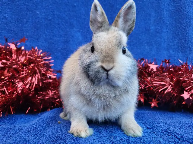 EXTRAODINAIRE BÉBÉ LAPIN BÉLIER Hollandais * Holland lop bunny in Small Animals for Rehoming in City of Montréal - Image 9