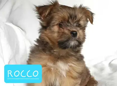 Yorkie/Pomeranian Puppies for Sale, View more