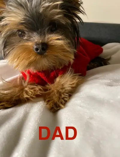 BABYDOLL YORKIES FEMALES AND MALES, View more