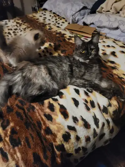 Litter of 5 mainecoon Kittens, View more