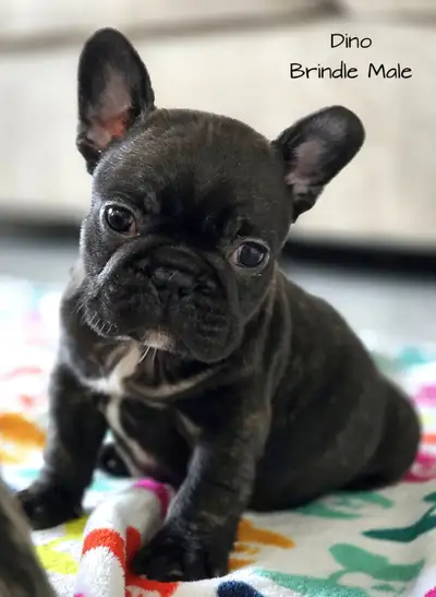 Gorgeous Rainbow litter We have a beautiful litter of Frenchton puppies born april 16th we have a gr...