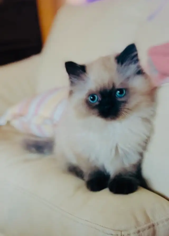 LOVECATS TICA reg. Cattery: Persian Himalayans and Himalayan in Cats & Kittens for Rehoming in Kingston - Image 5