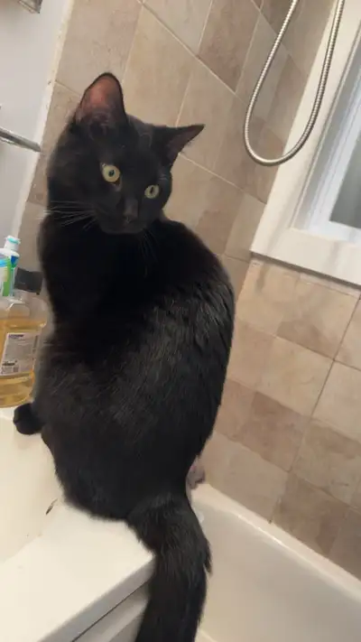 looking for a nice home for my cat , View more