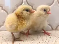 Americana chicks