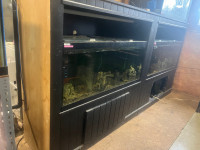 75 gallon and stand