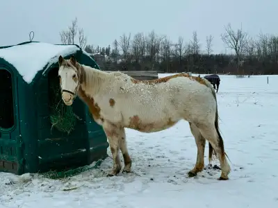 In-Utero Foal *FOR SALE, View more