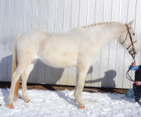 **SOLD PENDING PPE** 2010 Arab X Mare