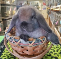 EXTRAORDINARY HOLLAND LOP BABY BUNNY RABBITS City of Toronto Toronto (GTA) Preview