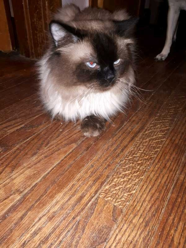 Persian Himalayan kittens in Cats & Kittens for Rehoming in St. Catharines - Image 3