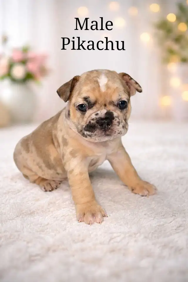 Rare Merle French Bulldog puppies – very beautiful markings in Dogs & Puppies for Rehoming in Fort St. John - Image 2