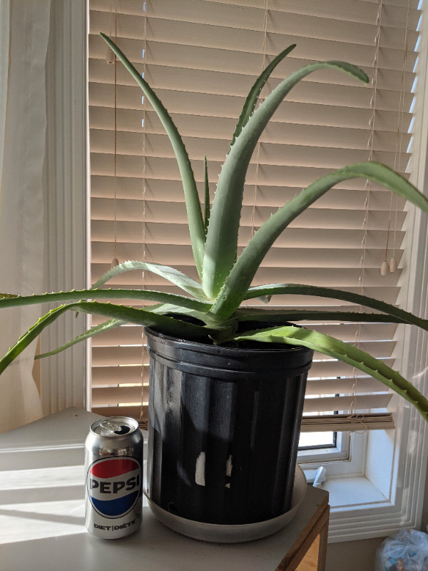 Brand New Large Aloe Vera Plant. Measurements see pictures in Other in Edmonton - Image 4