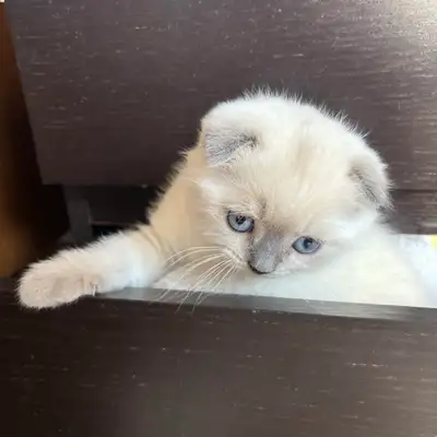 Purebred Scottish Fold and Straight Kittens, View more