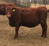 30 Red Simmental cross replacement Heifers