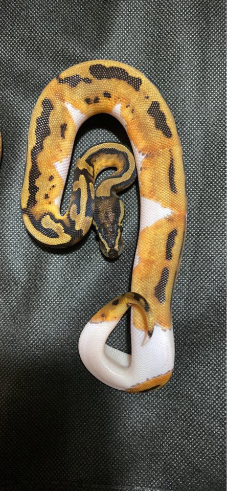 0.1 pied pos het albino ball python  in Reptiles & Amphibians for Rehoming in St. Albert
