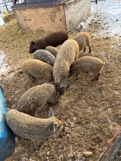 weaner pigs, View more