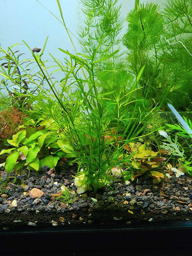 Aquarium Guppy Grass Aquatic Plant for Guppy Fry dans Poissons à adopter  à Longueuil/Rive Sud