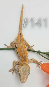 Beautiful Baby Gargoyle Gecko, NG Lineage Orange Striped unsexed