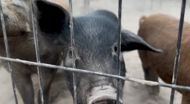 PIGS Berkshire Mulefoot cross in Livestock in Vernon - Image 6