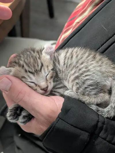 Chaton highland lynx. 3 femelle de disponible 1 male de disponible. Porté de 6 bébés. 2 gènes ' patt...