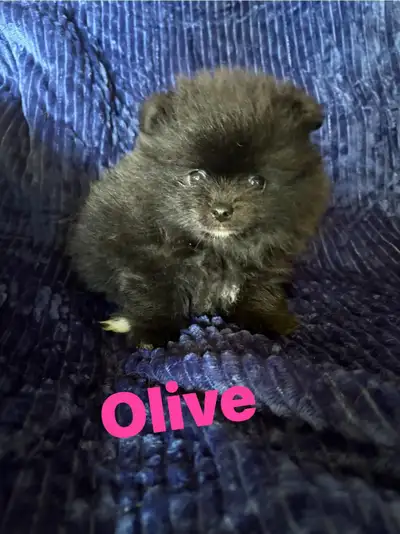 pomeranian, View more
