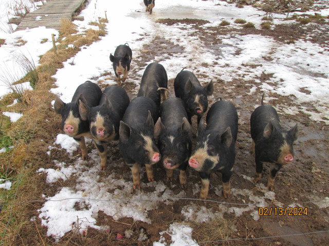 pigs in Livestock in Bridgewater