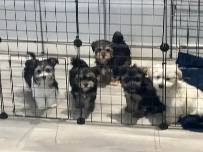 Morkie (Maltese Yorkie) Puppies, View more