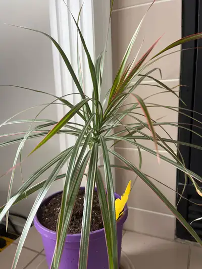 Dracaena Marginata Plant, View more