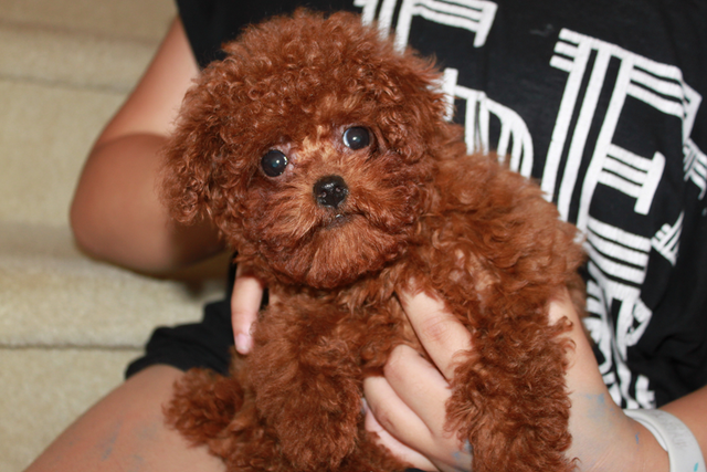 Adorable tiny TEA  teddy face red poodle puppies in Dogs & Puppies for Rehoming in Richmond - Image 5