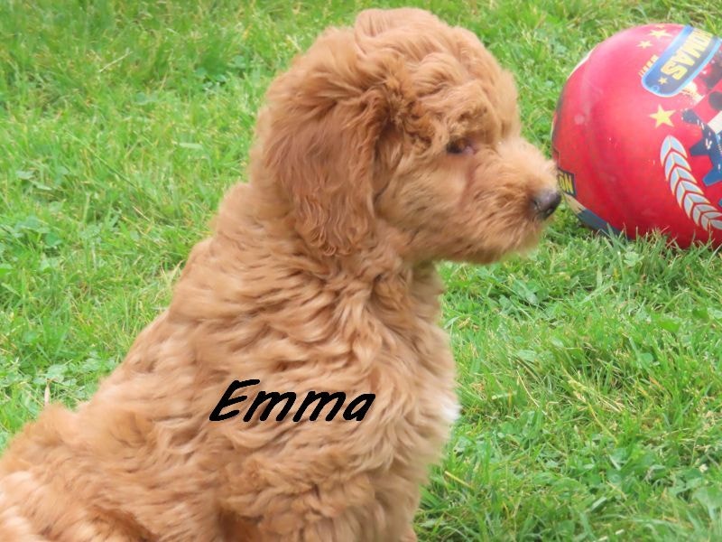 Mini goldendoodle puppies Dogs & Puppies for Rehoming Kitchener