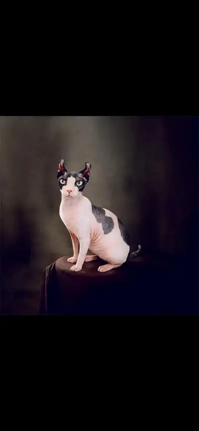 2 femelle sphynx non opérer , View more