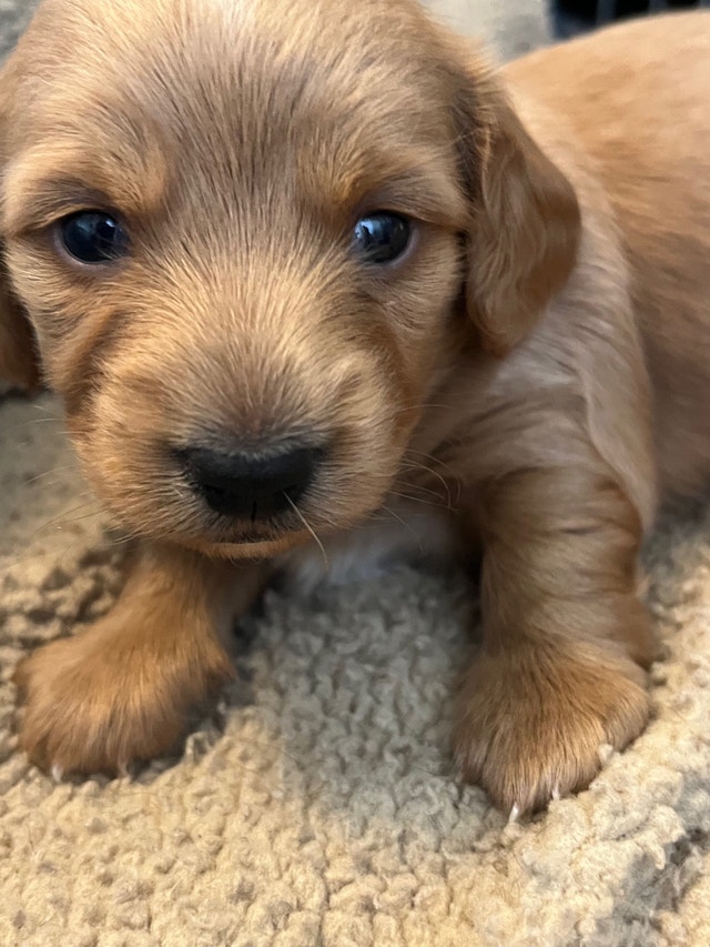 Miniature Dachshund Pups Dogs & Puppies for Rehoming Edmonton Kijiji