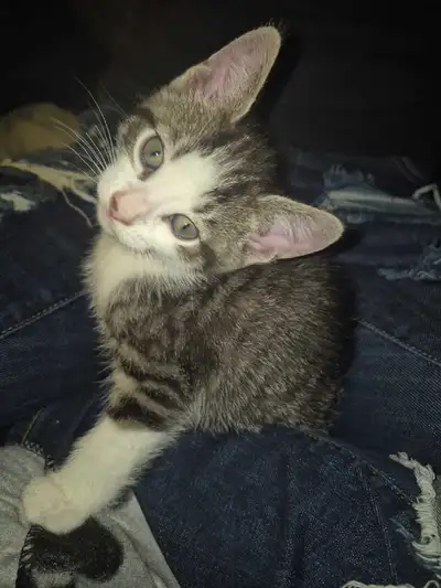 Adorable 5-month-old kitten looking for loving homes. , View more