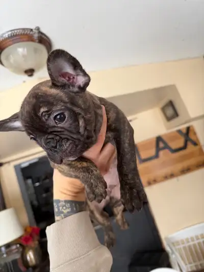 Purebred French bulldog puppies forsale , View more