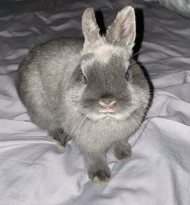 Adorable Purebred Netherland Dwarf Baby bunny in Small Animals for Rehoming in Burnaby/New Westminster - Image 2