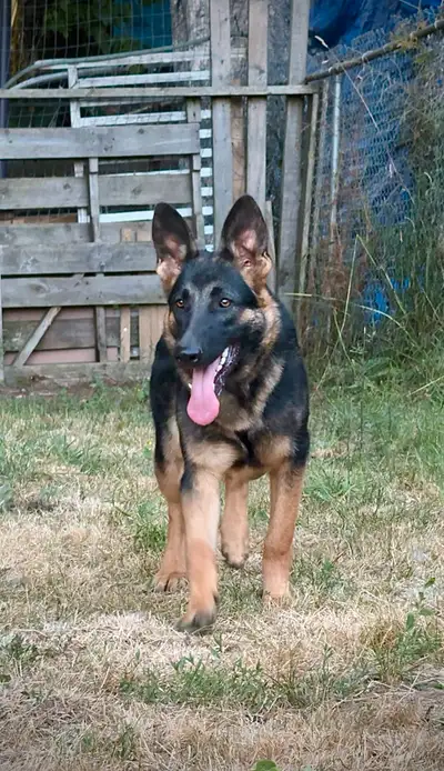 Playful Female German Shepherd, View more
