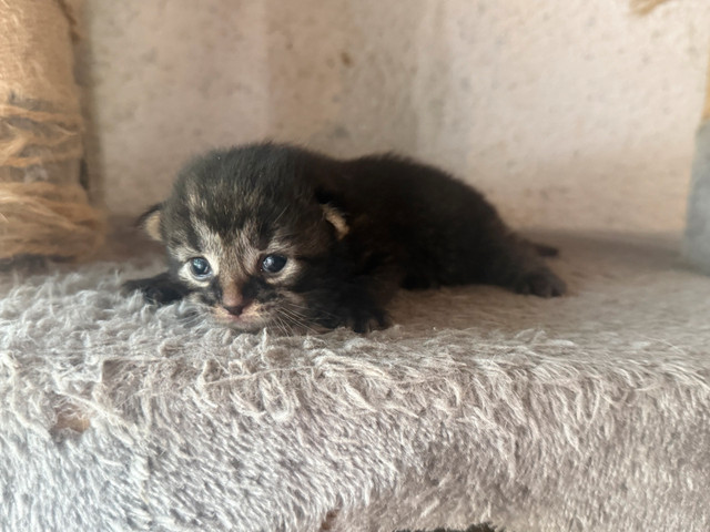 Siberian mix kittens  in Cats & Kittens for Rehoming in Peterborough - Image 2
