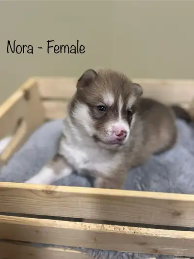 Pomsky Puppies, View more