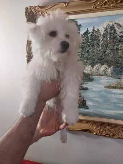 Very Rear Coton De Tulear Puppies - 1 Year health Guarantee!, View more