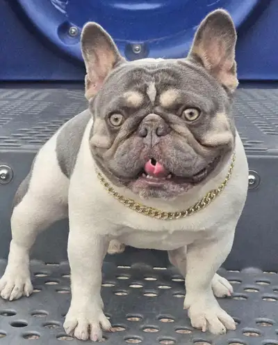 CKC small French bulldog pups. Wide Structure. Exclusive Lines., View more
